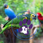 Kuş Veterineri