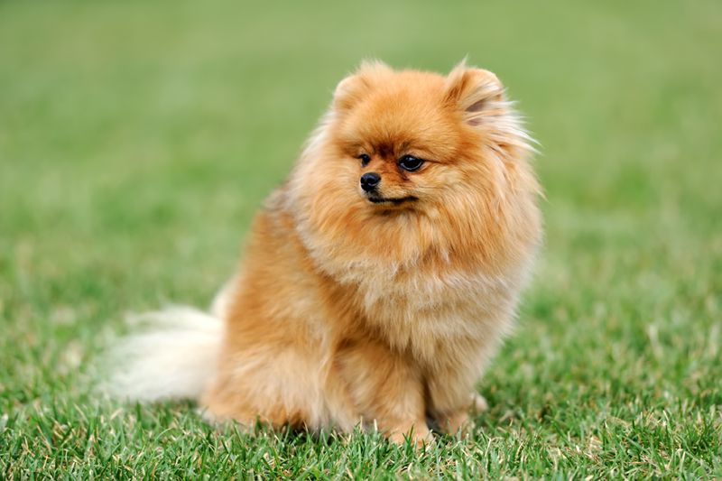 Büyümeyen Köpek Cinsleri Nelerdir? Pomeranian Boo