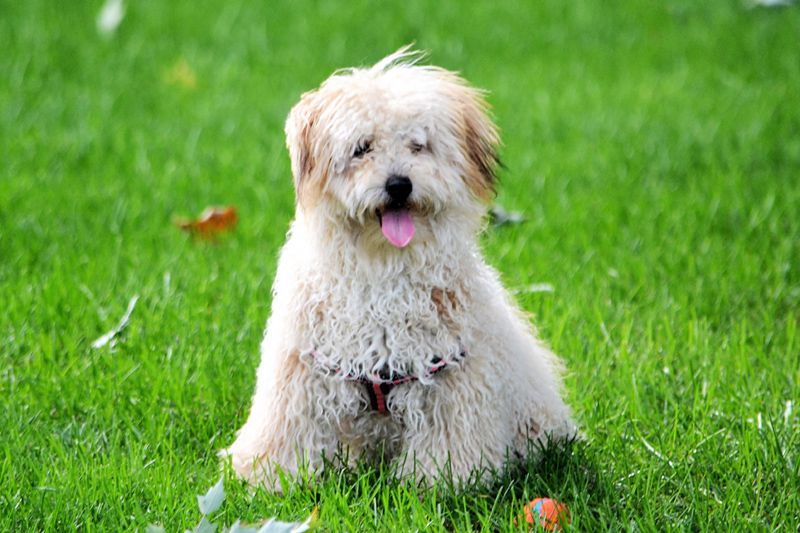 Büyümeyen Köpek Cinsleri Nelerdir? Poodle Toy