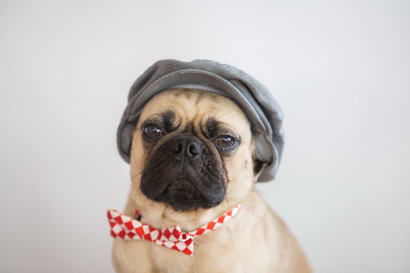 Büyümeyen Köpek Cinsleri Nelerdir? Pug