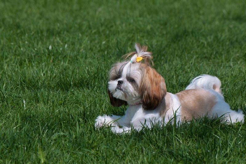 Büyümeyen Köpek Cinsleri Nelerdir? Shih–Tzu