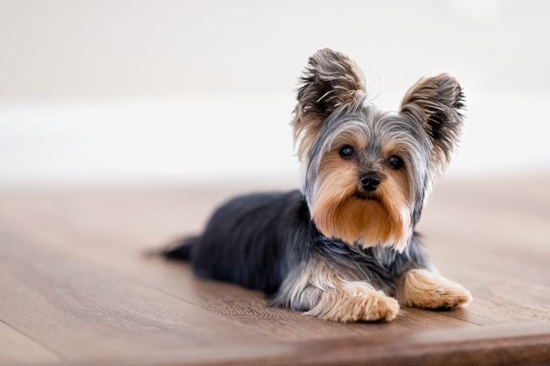 Büyümeyen Köpek Cinsleri Nelerdir? Yorkshire Terrier