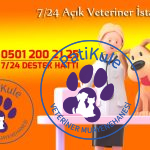 7/24 Açık Veteriner İstanbul