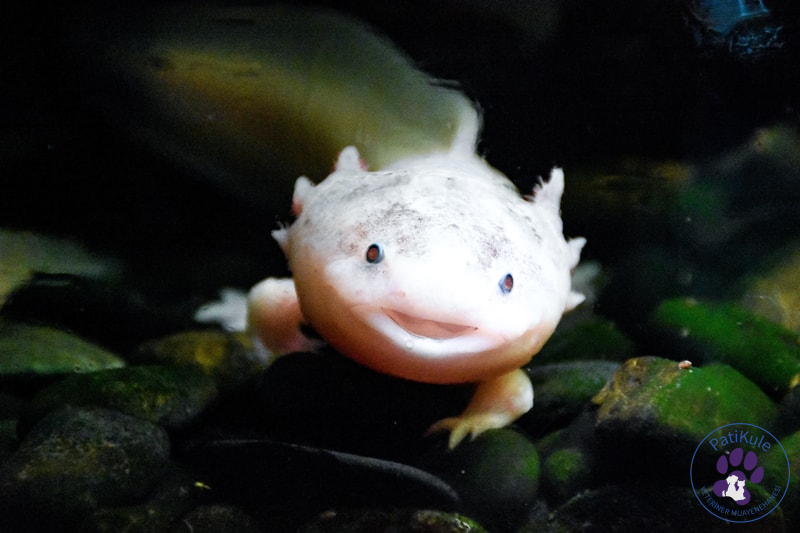 Aksolotl