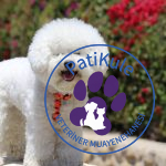 Apartmanda Evde Beslenebilecek Köpekler Bichon Frise