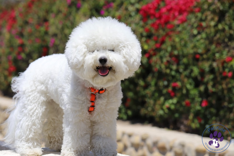 Apartmanda, Evde Beslenebilecek Köpekler Apartmanda Evde Beslenebilecek Köpekler Bichon Frise