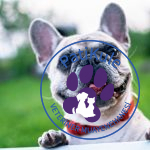 Apartmanda Evde Beslenebilecek Köpekler British Bulldog