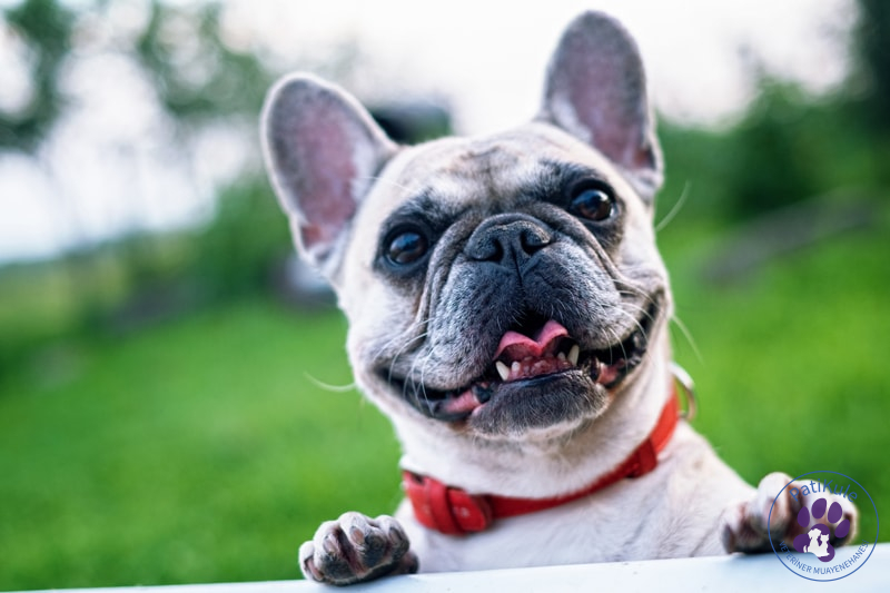 Apartmanda Evde Beslenebilecek Köpekler British Bulldog
