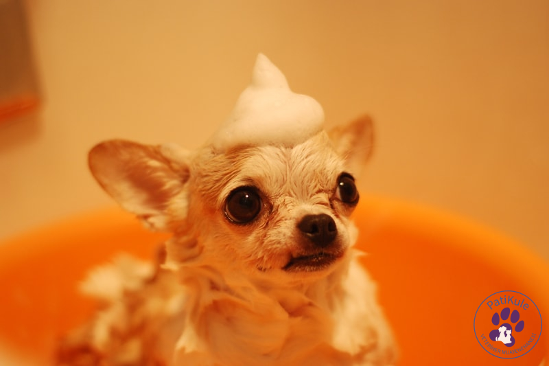 Apartmanda, Evde Beslenebilecek Köpekler Apartmanda Evde Beslenebilecek Köpekler Chihuahua