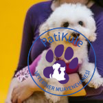 Apartmanda Evde Beslenebilecek Köpekler Poodle