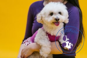 Apartmanda Evde Beslenebilecek Köpekler Poodle