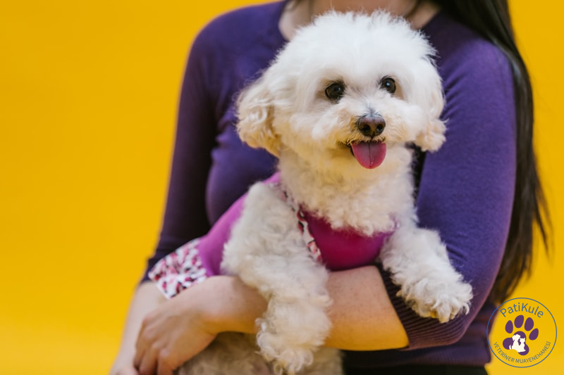 Apartmanda Evde Beslenebilecek Köpekler Poodle