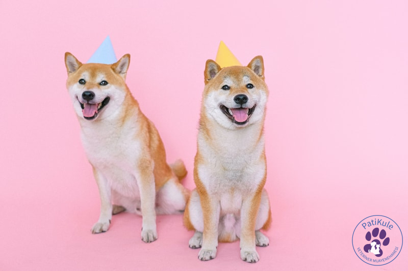 Apartmanda, Evde Beslenebilecek Köpekler Apartmanda Evde Beslenebilecek Köpekler Shiba