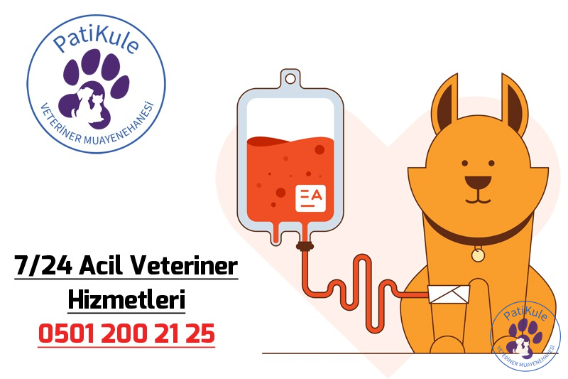 Bahçeşehir En İyi Veteriner 7/24 Bahçeşehir Veteriner Hizmetleri
