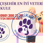 Bahçeşehir En İyi Veteriner PatiKule