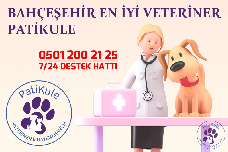 Bahçeşehir En İyi Veteriner PatiKule