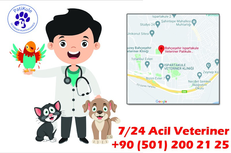 Bahçeşehir Veteriner Bahçeşehir Veteriner Kliniği PatiKule