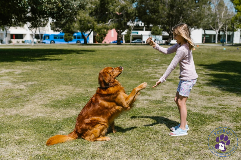 Golden Retriever