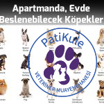 Evde Beslenecek Köpekler