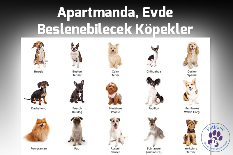 Evde Beslenecek Köpekler