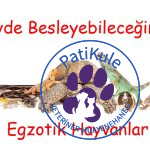 Evde Besleyebileceğiniz Egzotik Hayvanlar
