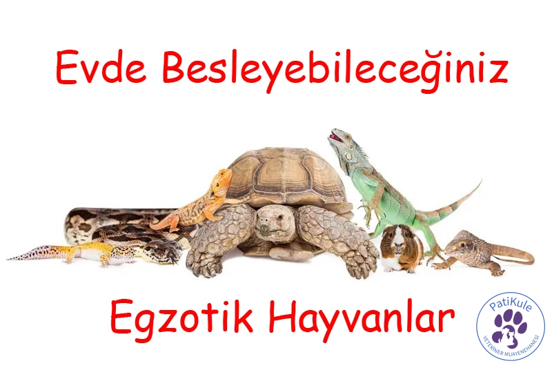 Evde Besleyebileceğiniz Egzotik Hayvanlar
