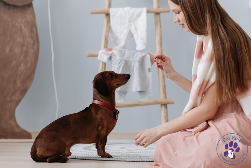 Evde Köpek Eğitimi Evde Köpek Eğitmek