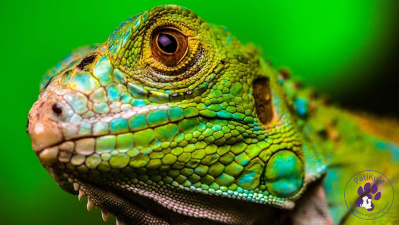 İguana