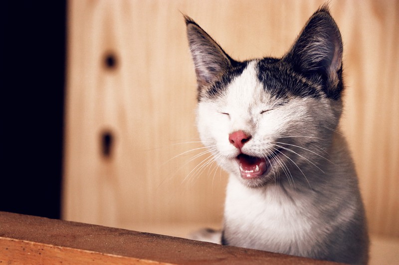 Kedi Hastalıkları - Kedilerde En Sık Görülen Hastalıklar ve Belirtileri - Kedi Hastalıkları