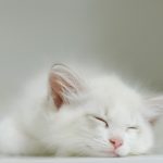 Kedi Hastalıkları için 7/24 Acil Veteriner PatiKule
