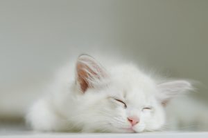 Kedi Hastalıkları için 7/24 Acil Veteriner PatiKule