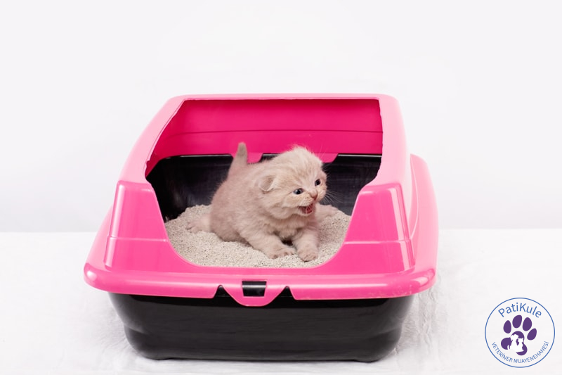 Kedi Kumu Temizliği Kedi Kumu Temizlemek