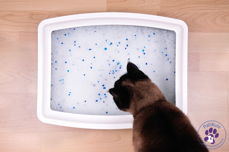Kedi Kumu Temizliği Kedi Kumu Temizleme