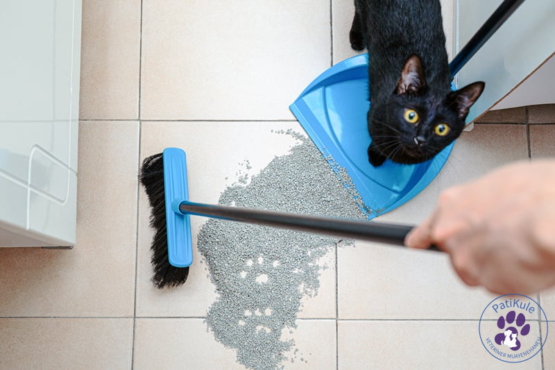 Kedi Kumu Temizliği