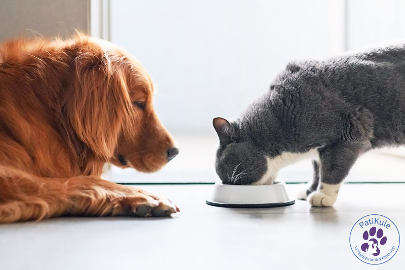 Kediler Köpek Maması Yiyebilir mi?