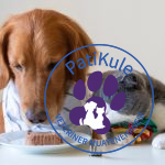 Kediler Köpek Maması Yiyebilir mi?