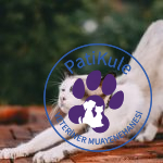 Kediler Neden İnsanlara Sürtünür?