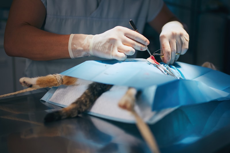 Kedilerde İç Kanama Belirtileri Neler? Kedi İç Kanama Acil Veteriner PatiKule