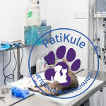 Kedilerde İç Kanama Belirtileri Neler?
