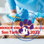 Kedilerde Mikroçip Zorunlu mu?