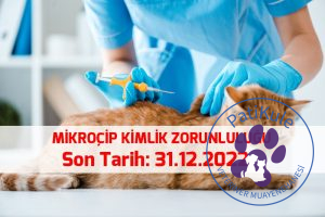 Kedilerde Mikroçip Zorunlu mu?