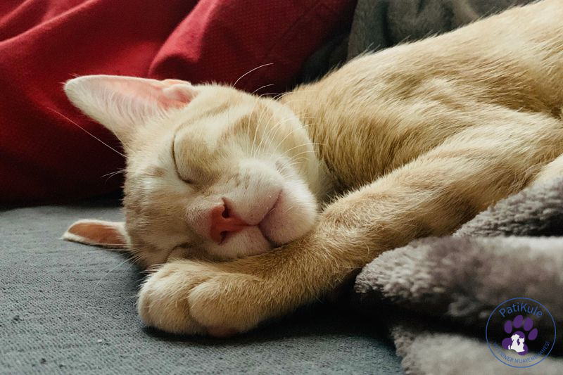 Kedilerde Yara Bakımı Nasıl Yapılmalı? Kedi Bakımı