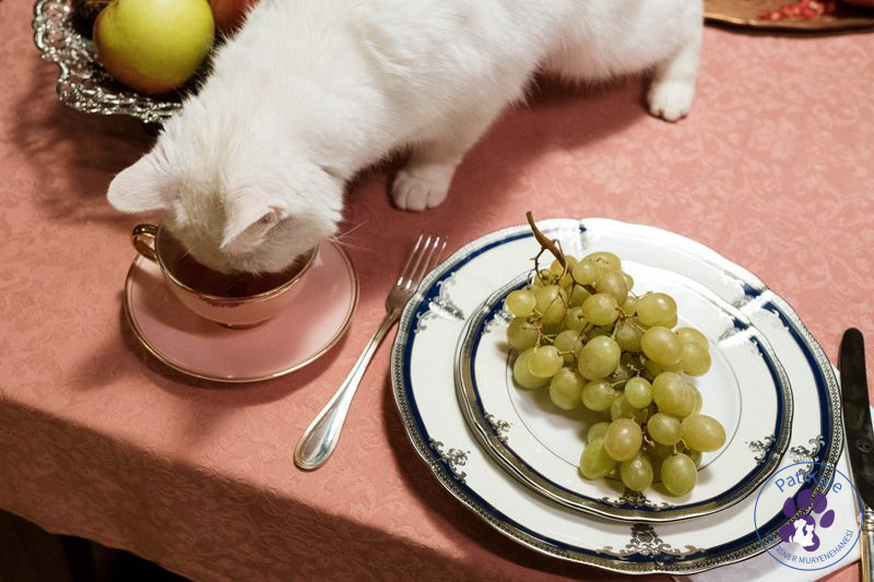 Kedilere Verilmemesi Gereken Besinler