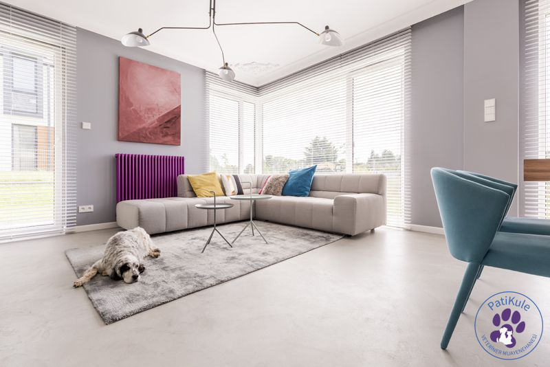 Köpek Sahiplenmeden Önce Bilinmesi Gerekenler Köpek için uygun ortam yaratmak