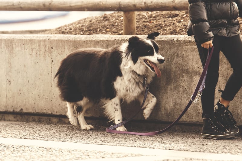 Köpekler İçin Yürüyüş Nasıl Olmalı? Köpekler İçin Yürüyüş