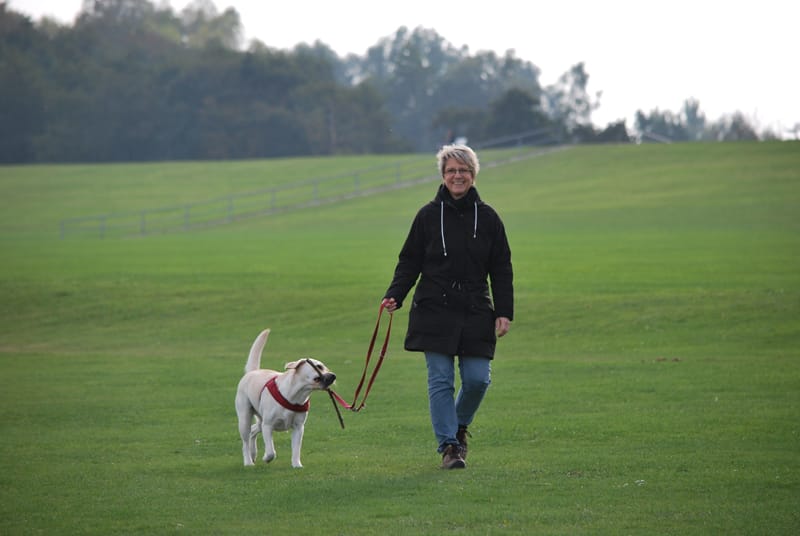 Köpekler İçin Yürüyüş Nasıl Olmalı? Köpeklere Düzenli Yürüyüş Yaptırın!