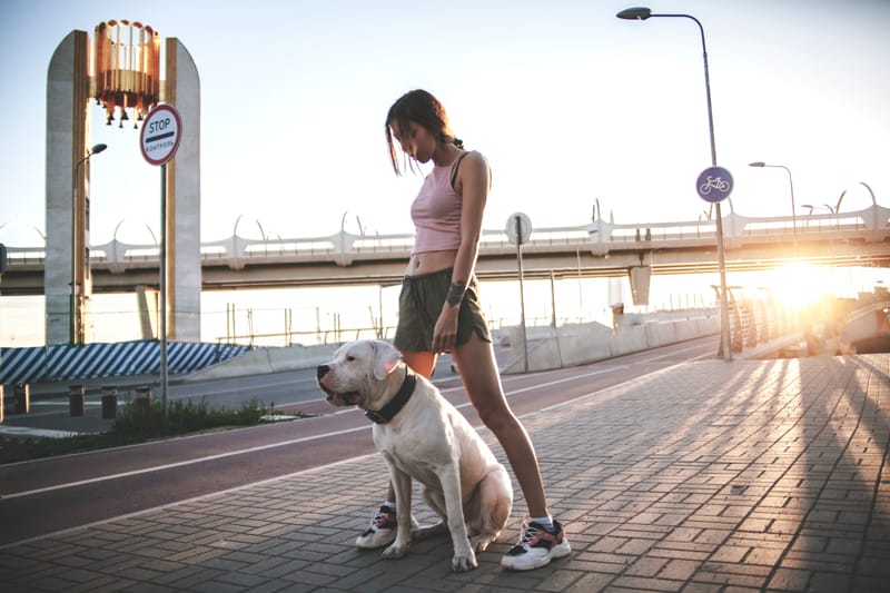 Köpekler İçin Yürüyüş Nasıl Olmalı?