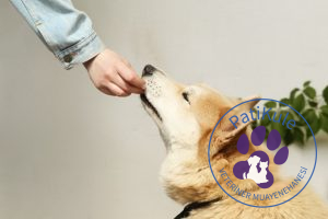 Köpekte Mama Değişimi