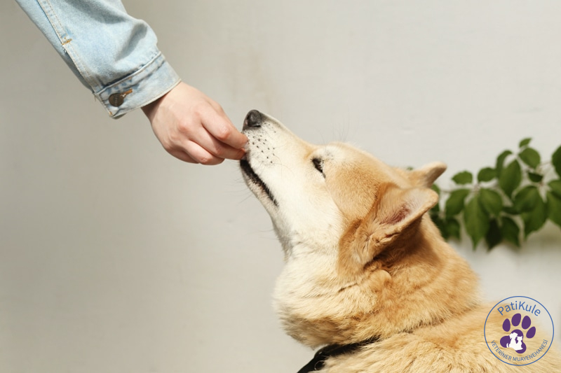 Köpekte Mama Değişimi