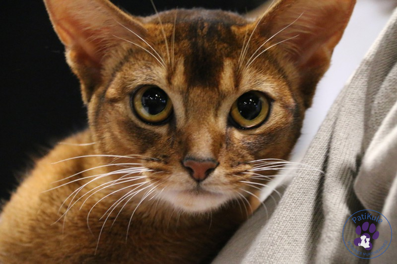 Abyssinian (Habeş) Kedisi